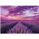 Puz.1000 pz.lavender field - 06639606.1